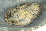 Rare, Bondonella Sdzuyi Trilobite - Taroudant, Morocco #255436-3